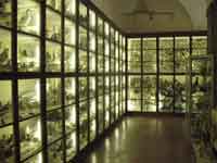Siena, Museo Storia Naturale