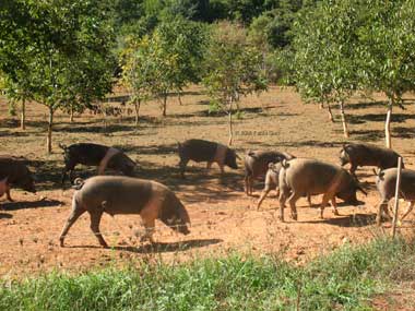 Montagnola Senese, allevamento Cinta Senese