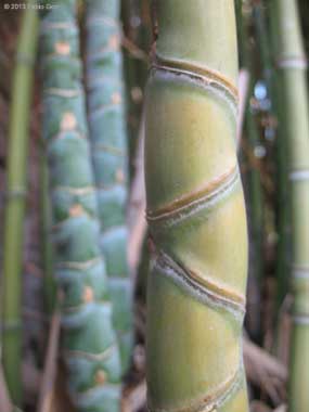 Bambù, usi e impieghi