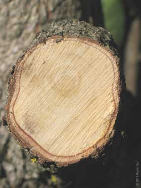Diosperus kaki, Diospero, legno, caratteristiche e usi