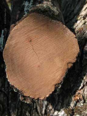 Pyrus communis, Pero, legno