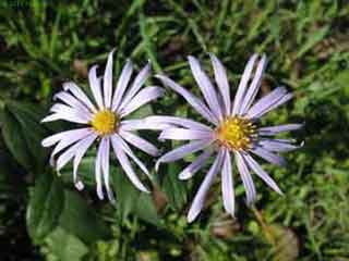 Anemone