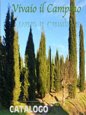 Cipressi resistenti al cancro del cipresso