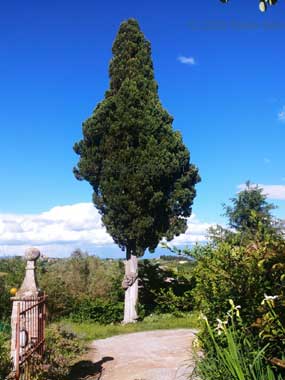 Cipresso monumentale