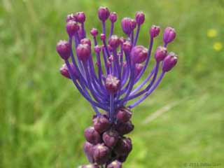 Lampascione, Muscari comosum