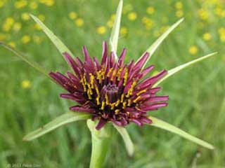 Tragopogon porrifolius, Barba di becco violetta, Scorzobianca