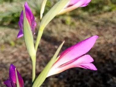 Orchidea selvatica