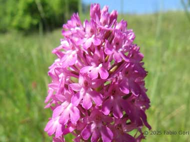 Orchidea piramidale