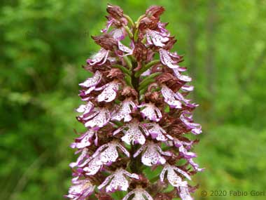 Orchidea selvatica