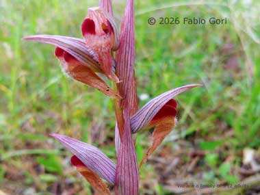 Orchidea selvatica