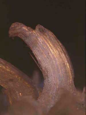 Un campione di gesso coralloide