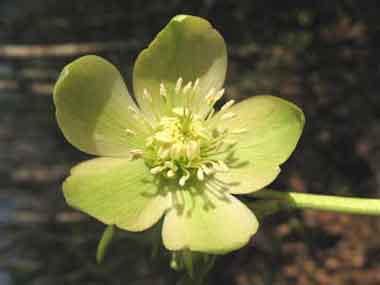 Flora della Montagnola Senese: piante e fiori