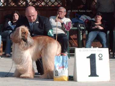 Siena, Ponte a Tressa, mostra canina