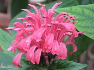 Siena, Orto Botanico. Una pianta esotica del parco: la Jacobinia carnea, originaria del Brasile