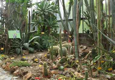Orto Botanico di Siena: uno scorcio della collezione di piante grasse o succulente