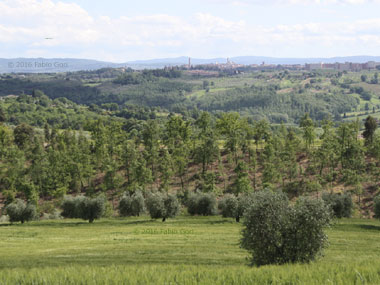 Percorso trekking anello di Siena