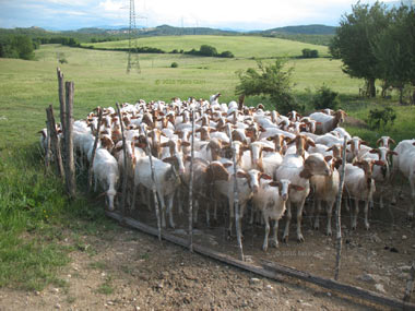 Siena, Via Francigena, percorsi