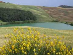 crete senesi