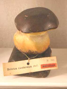 Siena, Museo di Storia Naturale, funghi