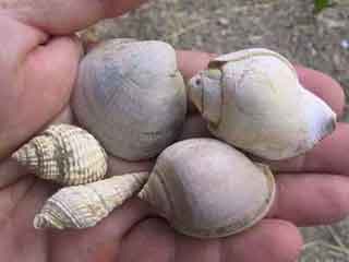 Siena, conchiglie fossili, pliocene