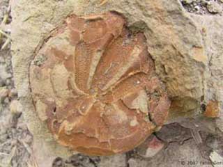 Siena, echinoderma fossile, pliocene