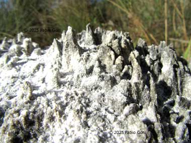 Murlo, cava di Montisi, gesso