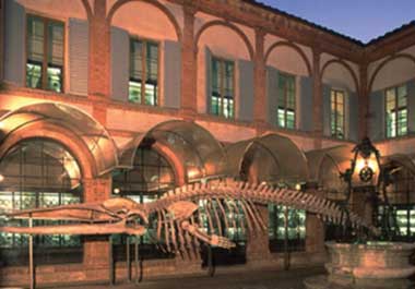 Siena, Museo di Storia Naturale e Museo di Scienze Naturali. Il chiostro dell'antico convento, con lo scheletro di una balena