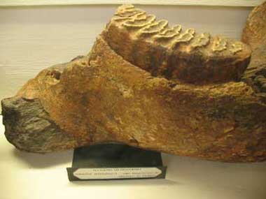 Museo paleontologico. Museo di Storia Naturale di Siena. Molare di mammuth