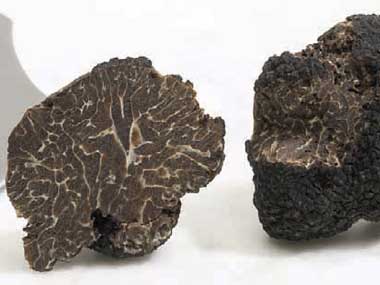 Tartufo brumale o Tartufo nero d'inverno, Tartufo muschiato