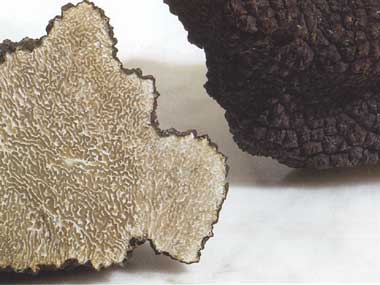 Tartufo nero estivo o Tartufo d'estate o Scorzone, Chianti e Montagnola Senese