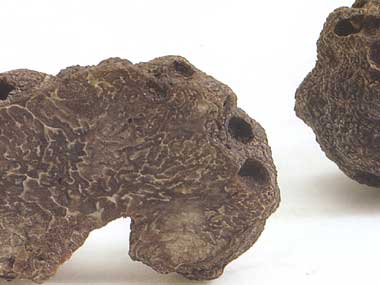 Tartufo nero pregiato. Chianti e Montagnola Senese