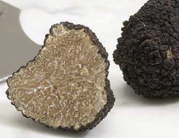 Tartufo uncinato