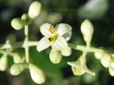 Olivo, fioritura (giugno). Olio extravergine di oliva Toscano DOP