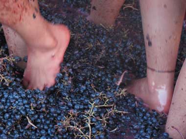 Vino fatto in casa, pigiatura dell'uva per un vino esclusivo e tradizionale