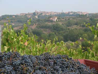 Vino fatto in casa, la vendemmia