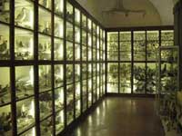 siena, museo di storia naturale