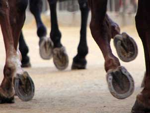 Siena, Palio, corsa di cavalli