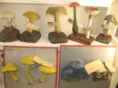 Siena, collezione di funghi di terracotta