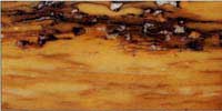 Marmo Giallo di Siena: Marmo Giallo Antico o Broccatello