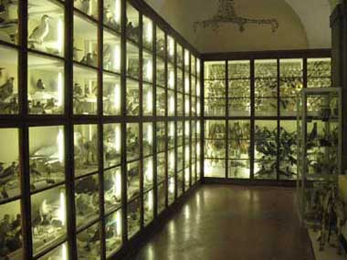 Siena, Museo di Scienze Naturali, Museo Zoologico. Animali imbalsamati